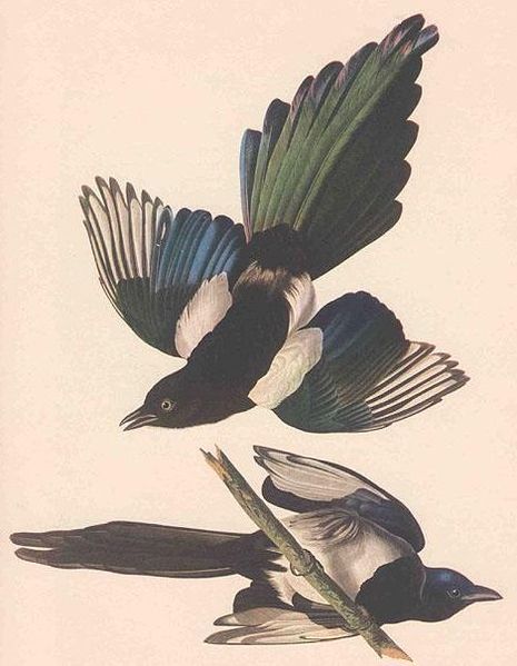 File:Pica pica (Audubon).jpg