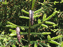 Spitze von Picea orientalis mit Nadeln und Zapfen.