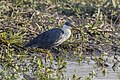 * Nomination Pied heron (Egretta picata) with prey --Charlesjsharp 09:26, 23 February 2024 (UTC) * Promotion  Support Good quality. --Mike Peel 17:47, 23 February 2024 (UTC)