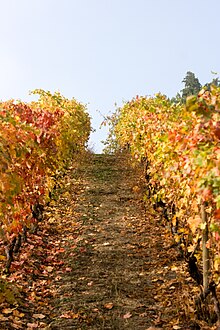 Viticulture en Italie — Wikipédia