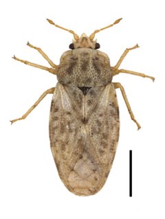 <i>Piesma maculatum</i> Species of true bug