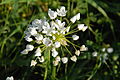 PikiWiki Israel 30248 Plants of Israel.JPG