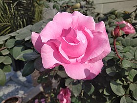 Pink Rose 1.jpg
