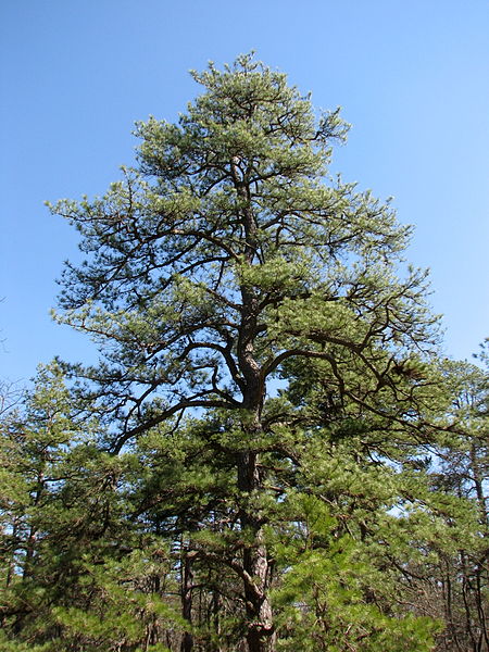 File:Pinus rigida Batsto NJ 1.jpg