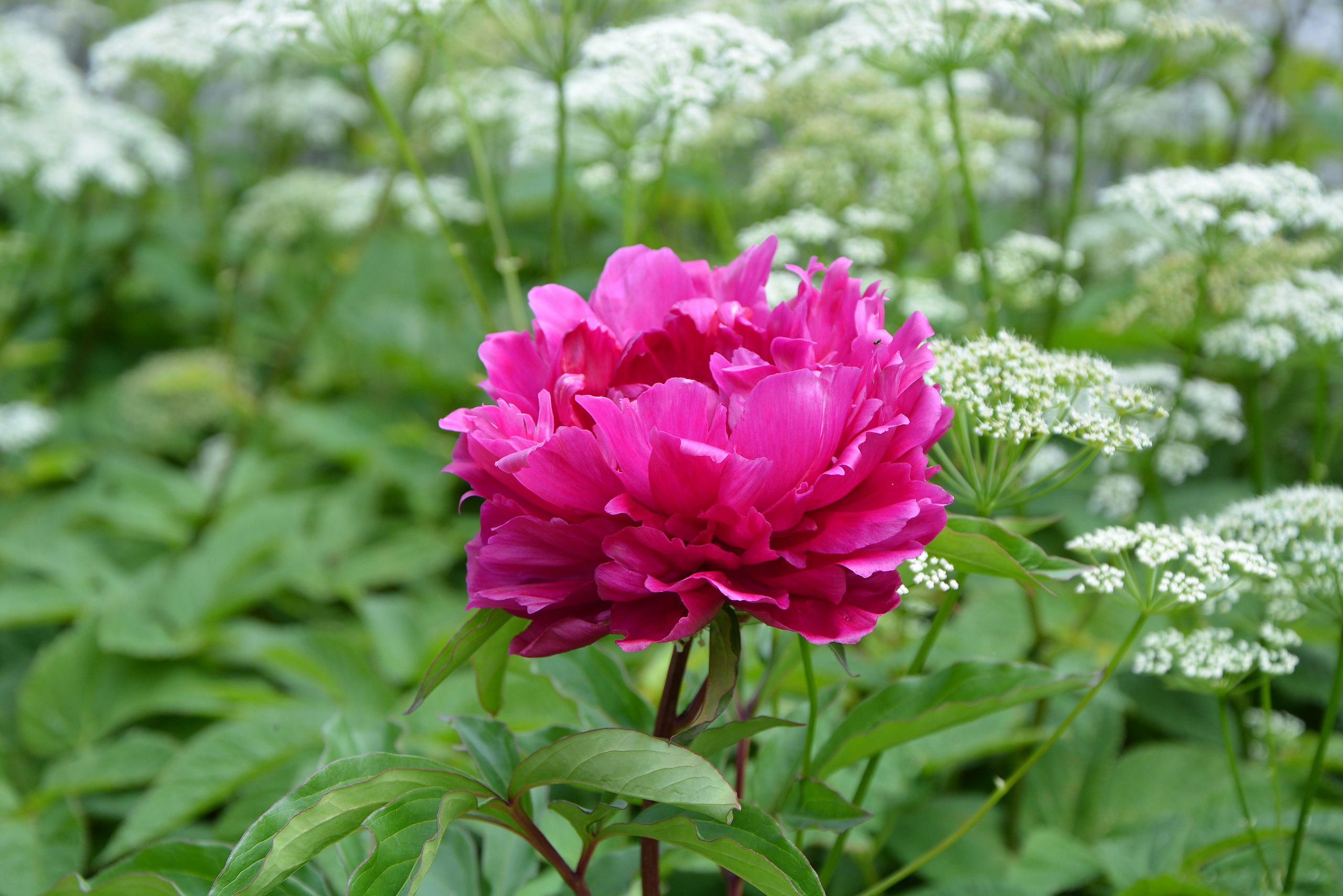 Paeonia Nebraska