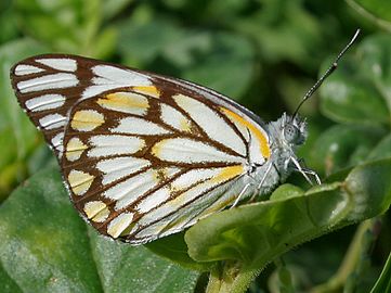 金贝粉蝶 Belenois aurota