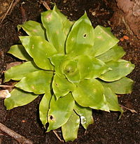 Pitcairnia tabuliformis BotGardBln271207A.jpg