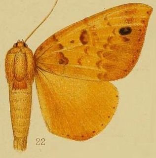 <i>Heliophisma xanthoptera</i> Species of moth