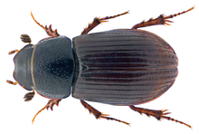 Plagiogonus arenarius (Olivier, 1789) Syn.- Aphodius (Plagiogonus) arenarius (Olivier, 1789) (35245349690) .png