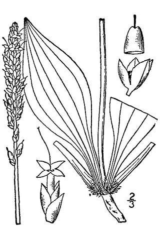 <i>Plantago eriopoda</i> Species of flowering plant in the plantain family Plantaginaceae