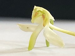 Platanthera--chlorantha-fleur.jpg