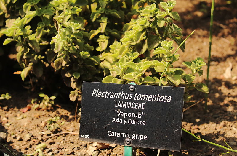 Jardín Botánico de la UNAM, patrimonio de la biodiversidad mexicana