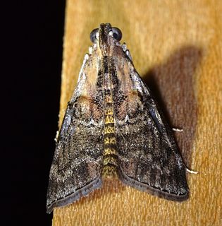 <i>Pococera expandens</i> Species of moth