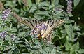 * Nomination Southern scarce swallowtail (Iphiclides feisthamelii), Añón, Spain --Poco a poco 07:33, 29 September 2019 (UTC) * Promotion Good quality. --Jacek Halicki 08:18, 29 September 2019 (UTC)