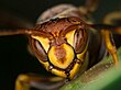 Polistes exclamans