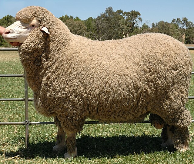 File:Merino ram fleece.jpg - Wikipedia