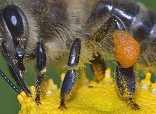 Les boulettes de pollen sont fixées par l'abeille sur les poils des pattes arrière, au fur et à mesure de la prospection (et pollinisation) des fleurs.