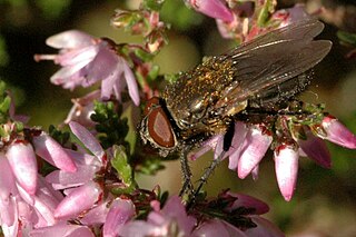 <i>Pollenia amentaria</i> Species of fly