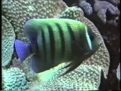 پرونده: Pomacanthidae - Pomacanthus sexstriatus.webm