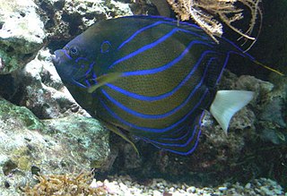 Bluering angelfish Species of fish