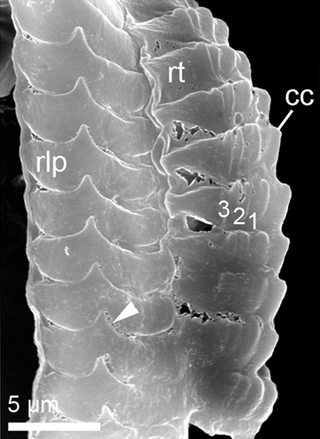 <i>Pontohedyle milaschewitchii</i> Species of gastropod