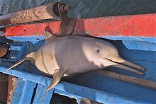 Individual captured by a fishing vessel, already dead Pontoporia blainvillei 98406172.jpg