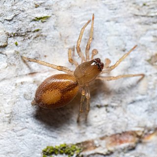 <i>Porrhoclubiona</i> Genus of spiders