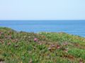 * Nomination A kitschy spring seasight with Carpobotus edulis flowers at the foreground. Porto Covo, west coast of Portugal - Alvesgaspar 13:53, 24 April 2007 (UTC) * Promotion sharp, nice colours and good composition. Light conditions weren´t optimal --Simonizer 14:12, 24 April 2007 (UTC)