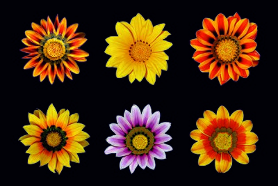 Poster of Gazania rigens flowers