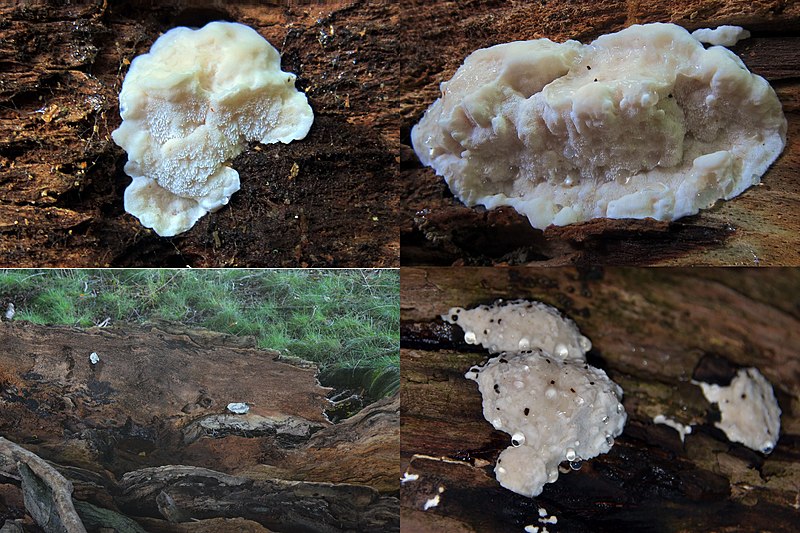 File:Postia stiptica Syn. Spongiporus stiptica Syn. Oligoporus stipticus (GB= Bitter Bracket, D= Bitterer Saftporling, NL= Bittere kaaszwam) at 3-4 spots at this hollow Beechtreetrunk Hoge Erf Schaarsbergen. Due to flash the - panoramio.jpg