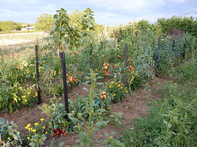 File:Potager dans le Lot-France.JPG