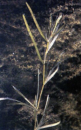 Potamogeton zosteriformis NRCS-1.jpg