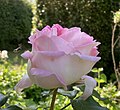 Rosa 'Princesse de Monaco' en un jardín en Francia.