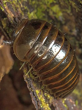 Procyliosoma delacyi