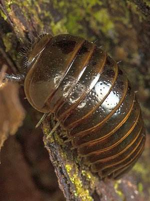 Procyliosoma delacyi.jpg