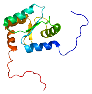 GLRX2 protein-coding gene in the species Homo sapiens