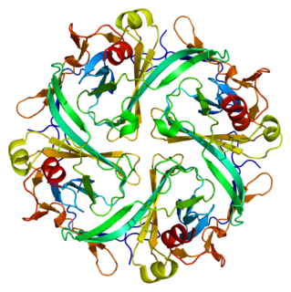 K<sub>ir</sub>2.1 Protein-coding gene in the species Homo sapiens