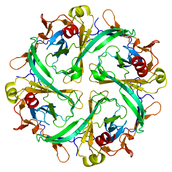 File:Protein KCNJ2 PDB 1u4f.png