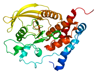 <span class="mw-page-title-main">PTPRR</span> Protein-coding gene in the species Homo sapiens