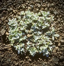 Pseudognaphalium stramineum, cottonbatting plant. North coast of San Luis Obispo County, California Pseudognaphalium stramineum.jpeg