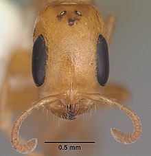 Pseudomyrmex simplex casent0104248 kafa 1.jpg