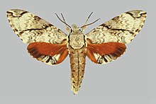 Psilogramma Jordana BMNHE272538 male up.jpg