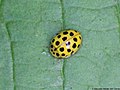 Psyllobora vigintiduopunctata (Linnaeus, 1758)