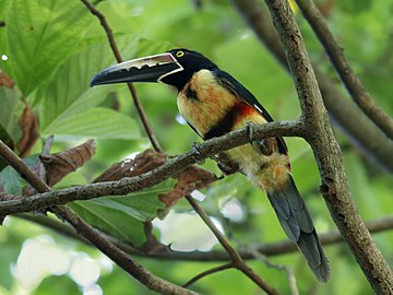 Curú National Wildlife Refuge Azért hozták létre, hogy megőrizze a Nicoya-félsziget legszélső délkeleti részén található erdők egyik utolsó faunáját.