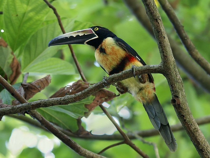 File:Pteroglossus torquatus (Montezuma, Costa Rica).jpg