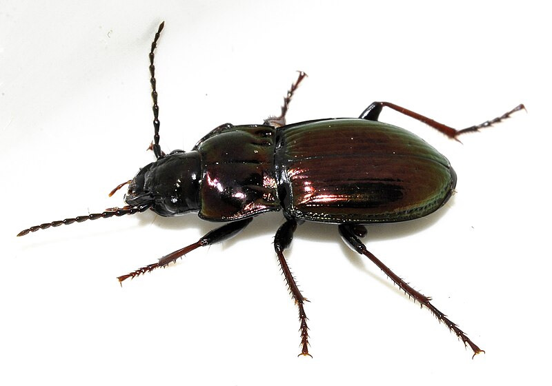 File:Pterostichus-burmeisteri-10-fws.jpg