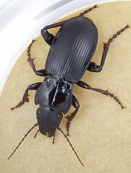 Pterostichus morionides