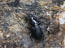 Pterostichus rhaeticus 02.JPG