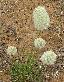 Ptilotus macrocephalus.jpg