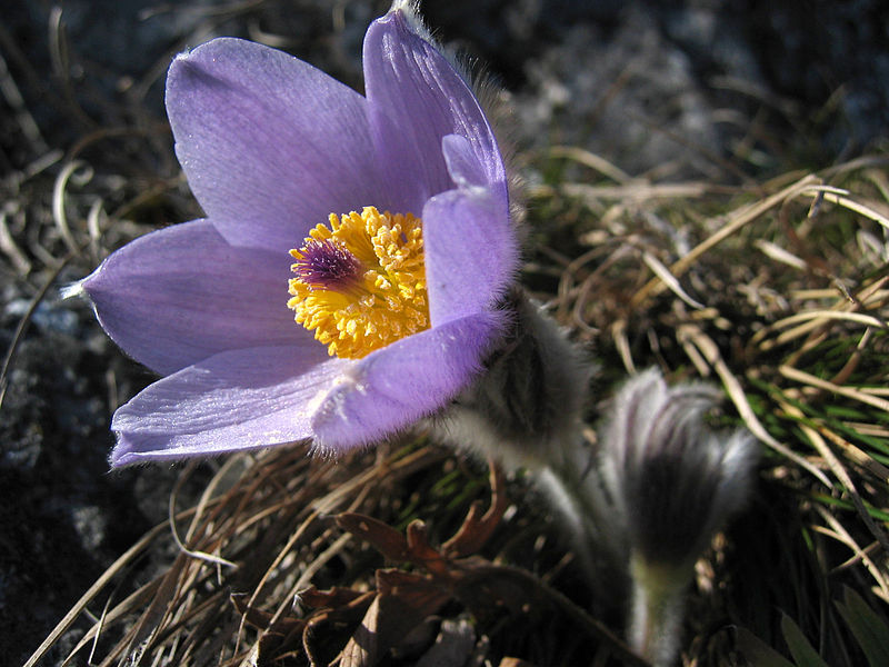 File:Pulsatilla vulgaris Mar2005.jpg